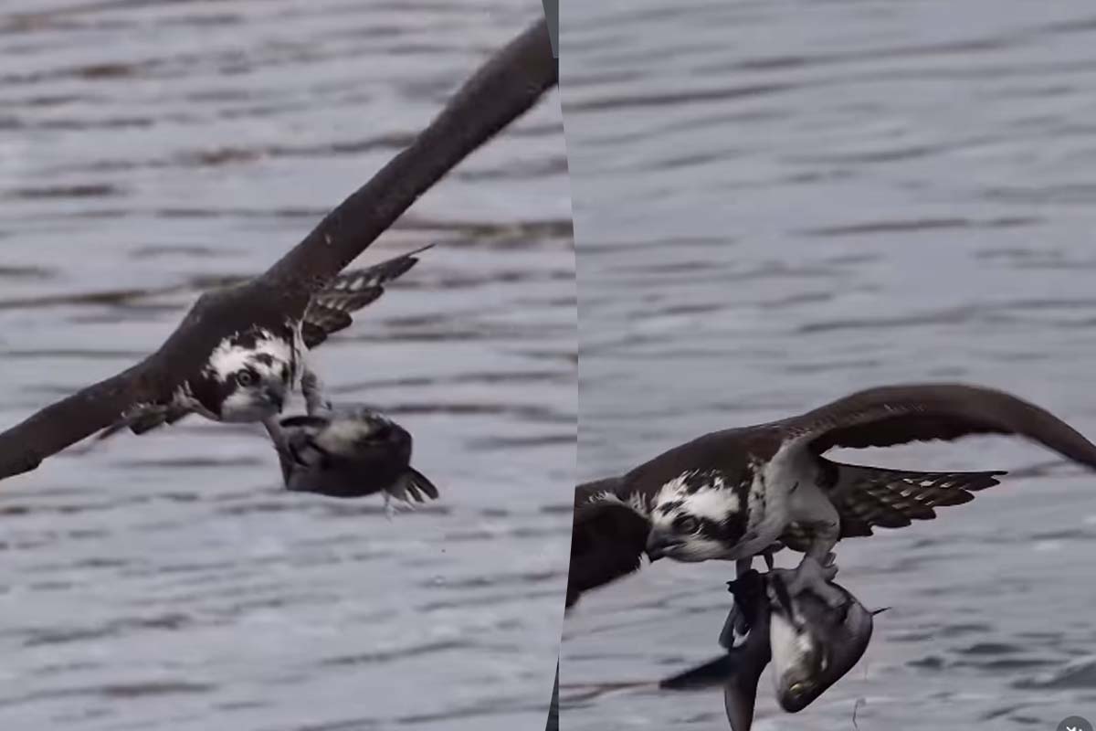 Viral Video: வானில் ராட்சத மீனுடன் பறந்த கழுகு! நிச்சயம் மீண்டும் மீண்டும் பார்ப்பீங்க | Eagle Hunt Big Fish Fly On Sky