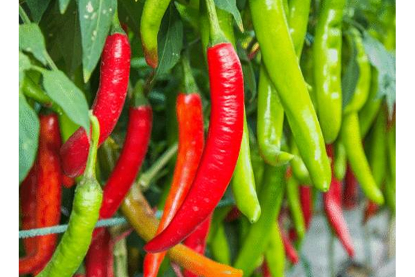 ஒரு மாதம் ஆனாலும் பச்சை மிளகாயை கெட்டுப்போகாமல் பாதுகாப்பாக வைத்திருப்பது எப்படி? | Tips To Green Chiles Fresh For One Month Spoil