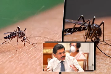 பெருந்தொற்று நிலையை எட்டும் டெங்கு தொற்று! விடுக்கப்பட்டுள்ள எச்சரிக்கை