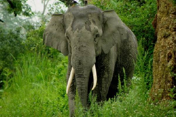 கிளிநொச்சியில் காட்டு யானை அச்சுறுத்தல் | Wild Elephants In Kilinochchi Are Spectacular