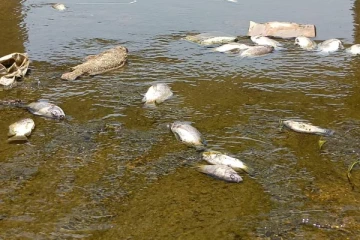 பாலாற்றில் செத்து மிதக்கும் மீன்கள் - துர்நாற்றம் வீசுவதால் மக்கள் அவதி