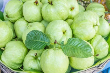 இரத்த சர்க்கரை அளவை குறைக்க ஒரே ஒரு கொய்யாப் பழம் போதும்! வெறும் வயிற்றில் சாப்பிட்டால் ஆபத்து