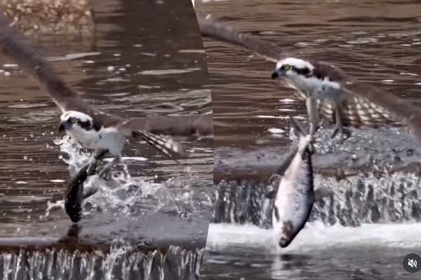 Viral Video: கழுகிடம் சிக்கிய ராட்சத மீன்... நொடிப்பொழுதில் எஸ்கேப் ஆகியது எப்படி? | Eagle Hunt Big Fish But Last Missing