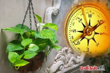 வீட்டில் மணி பிளாண்ட் இந்த திசையில் வைக்க கூடாதாம் - ஏன் தெரியுமா?