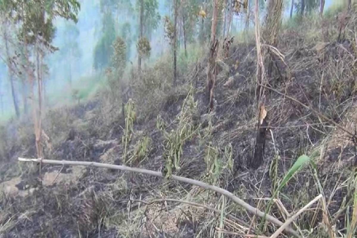 நுவரெலியாவில் உச்சம் தொடும் வறட்சி: விடுக்கப்பட்டுள்ள கோரிக்கை | Drought Reaches Its Peak In Nuwara Eliya Heat