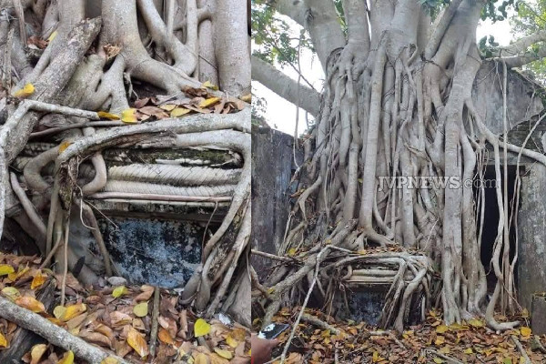 அம்பாறையில் அழியும் நிலையில் சிவன் ஆலயம்; புத்தர் வரும் முன் விரைந்து நடவடிக்கை எடுக்க கோரிக்கை! | Alankulam Shiva Temple In Amparai அம்பாறையில் அழியும் நிலையில் சிவன் ஆலயம்; புத்தர் வரும் முன் விரைந்து நடவடிக்கை எடுக்க கோரிக்கை! | Alankulam Shiva Temple In Amparai