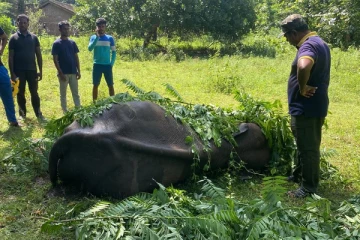 காயங்களுடன் உயிருக்கு போராடிக் கொண்டிருந்த யானை மீட்பு