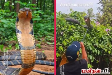 viral video: அசுர வேகத்தில் தாக்கும் ராஜா நாகம்... closeup-இல் பார்த்ததுண்டா?