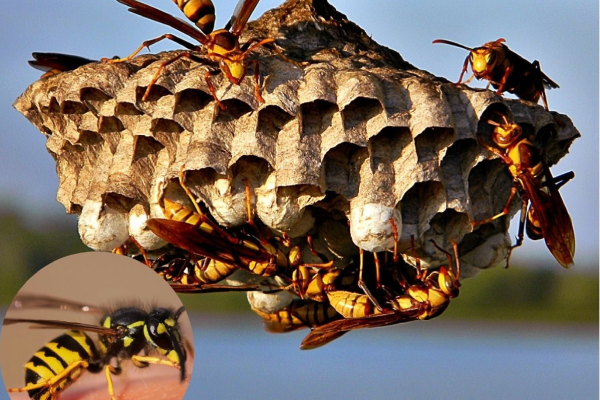 தேனீ அல்லது குளவி கொட்டினால் என்ன செய்வது? பலரும் அறியாதது | What To Do If You Get Stung By A Bee Or Wasp தேனீ அல்லது குளவி கொட்டினால் என்ன செய்வது? பலரும் அறியாதது | What To Do If You Get Stung By A Bee Or Wasp