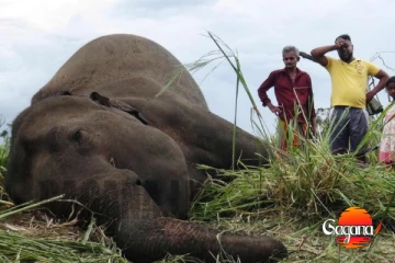 එකවර අලි ඇත්තුන්ගේ මළ සිරුරු හතරක්, ගල්ගමුවේ සුමන ඇතාත් ඒ අතර ඇති බවට සැකයක්