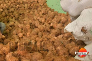 පොල් මිල යළි ඉහළට