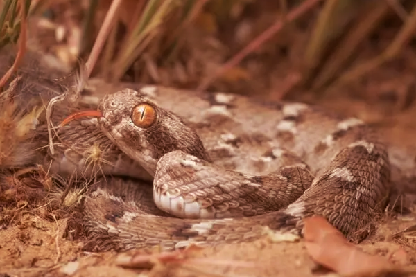 உலகின் கொடிய விஷம் கொண்ட பாம்புகள்: நூறு பேரை கொல்லுமாம் | Most Dangerous Snakes In World That Kill Humans