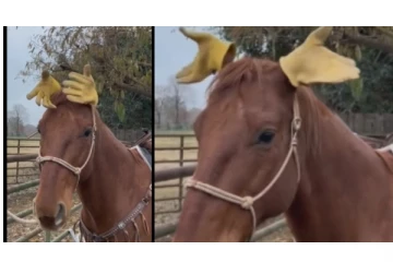 என்னடா புதுசா இருக்கு... - அனைவருக்கும் ‘Hi’ சொன்ன குதிரை - வைரலாகும் வீடியோ...!