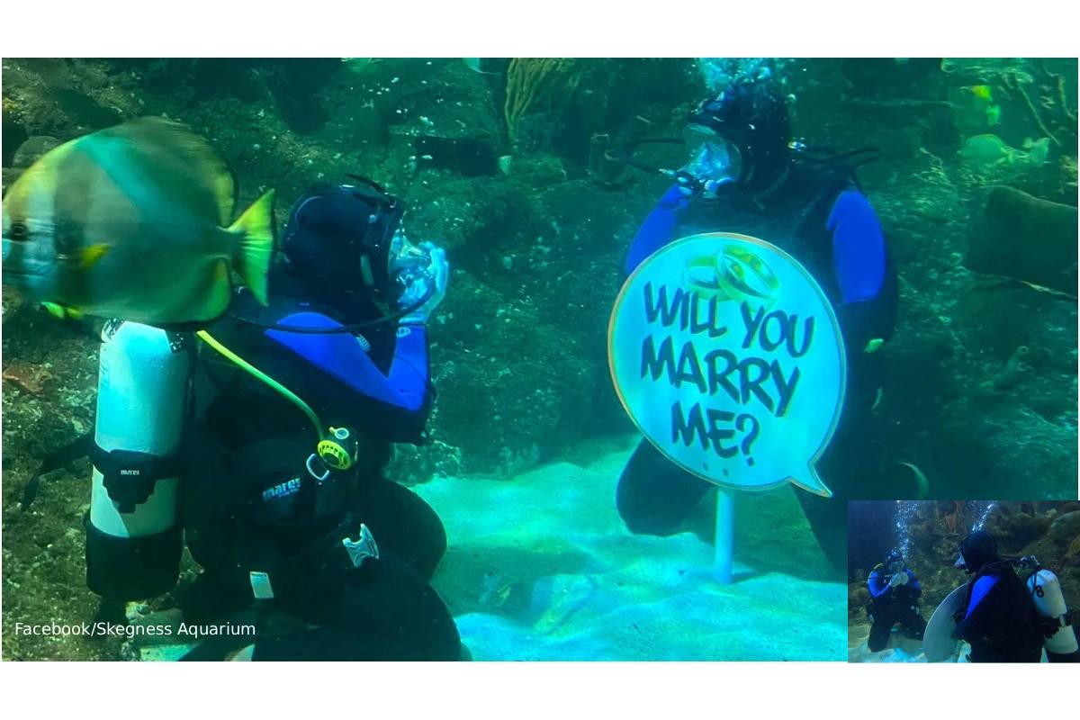 Brit express marriage propose to girlfriend with sharks