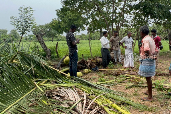 முல்லைத்தீவில் யானைகளின் அட்டகாசம்: ஆயிரக்கணக்கில் தென்னம்பிள்ளைகள் அழிவு (Photos) | Elephants Distorted Trees In Mullaithivi