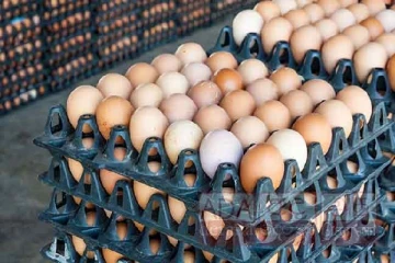 இந்திய முட்டைகளுக்கு மறுக்கப்பட்டது அனுமதி