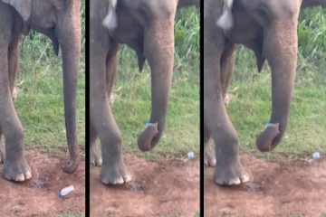 தண்ணீர் பாட்டிலை எடுத்து யானை செய்த செயல் - வியந்து போன நெட்டிசன்கள்