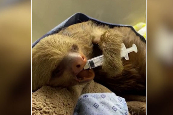 இரத்த சோகை குறைபாட்டுடன் மீட்கப்பட்ட கரடி | Rescued Bear With Anemia Deficiency