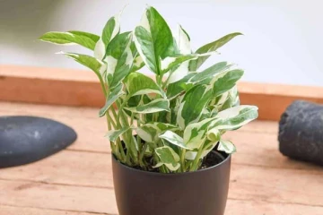 உங்க வீட்டுல மணி பிளாண்ட் வைத்துள்ளீர்களா? அப்போ இந்த தவறுகளை செய்யவே கூடாதாம்