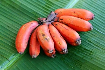 தினமும் ஒரு செவ்வாழை சாப்பிடுங்க.. இந்த நன்மைகள் உங்களை வந்து சேருமாம்!