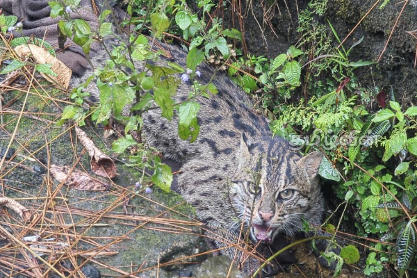 தியகல பகுதியில் ஒரு சிறுத்தை குட்டி உயிருடன் மீட்பு! | Injured Leopard Cub Rescued In Diyagala Area