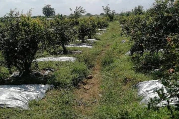 தமிழர் பகுதியொன்றில் மாதுளை தோட்டத்தை பார்வையிட குவியும் மக்கள் கூட்டம்!