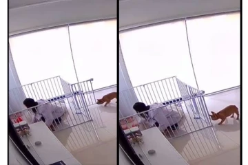 உரிமையாளரை கூண்டில் அடைத்த நாய்க்குட்டி! அடுத்து என்ன செய்தது தெரியுமா?