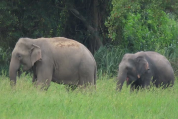 யானை தாக்குதலில் ஆறு மாத குழந்தை பலி