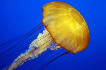 ஜெலி மீன் தாக்கி ஒருவர் பரிதாபமாக மரணம்