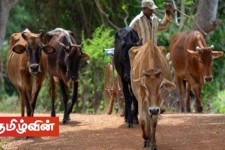 7500இற்கும் மேற்பட்ட மாடுகளுக்கு வைரஸ் தொற்று