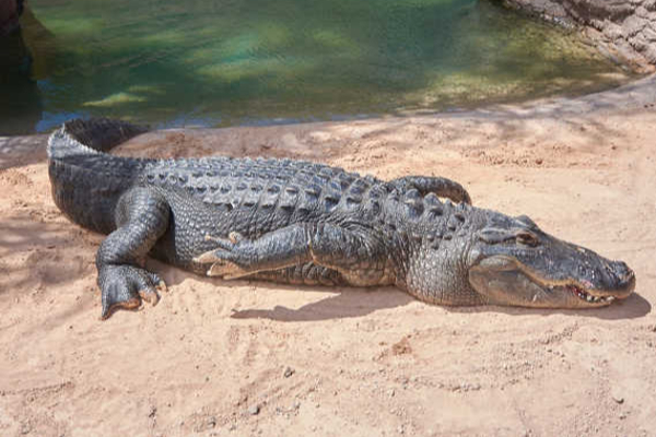 யாழ் விடுதியொன்றில் சிக்கிய முதலை! | A Crocodile Trapped In A Jaffa Hotel