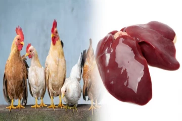 கோழி ஈரலை சாப்பிட்டால் என்ன நன்மைகள் கிடைக்கும் தெரியுமா?