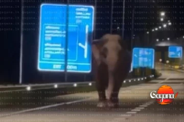 දක්ෂිණ අධිවේ‍ගයට අලියෙක් කඩා වදී - විදුලි වැට කඩාගෙන ගිහින්