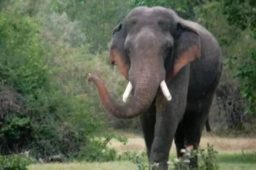 மனித அலட்சியத்தின் இன்னொரு சாட்சி ; பரிதாபமாக உயிரிழந்த காட்டு யானை