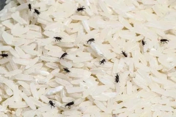 அரிசி, பருப்புகளில் வண்டு, புழு பிடிக்கின்றதா? வராமல் தடுக்க சூப்பர் வழி இதோ