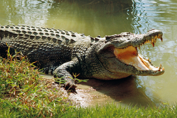 முதலைக்கு இரையான மீனவர் | A Fisherman Who Falls Prey To A Crocodile