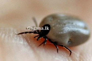 බලු මැක්කන් කළ හදියක් - පාසලක් වැසී යයි..