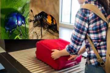 சீன விமான நிலையத்தில் சிக்கிய மர்ம வண்டுகள் : பெண்ணொருவர் அதிரடி கைது!