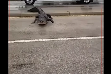 பசிவெறியோடு சாலையில் நடந்து வந்த ராட்சத முதலை - நெஞ்சை பதற வைக்கும் காட்சி