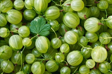 தினமும் ஒரு நெல்லிக்காய் சாப்பிட்டால் இந்த நோய்கள் கிட்டகூட நெருங்காது!