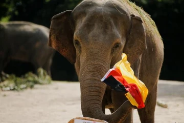 யூரோ கோப்பை கால்பந்து போட்டியில் ஜேர்மனிக்கு மகிழ்ச்சியான செய்தியை சொல்லியுள்ள யசோதா...