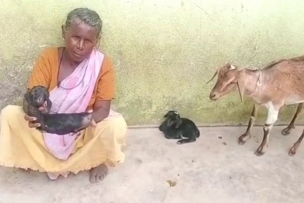 காலே இல்லாமல் பிறந்த ஆட்டு குட்டி! கண்ணீர் சிந்திவிட்டு அடுத்த நொடியே வளர்ப்பு பெண் செய்த நெகிழ்ச்சி செயல் | Elderly Woman Takes Care Of Lamb Viral Photos