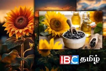 ஒரு சூரியகாந்தி விதையால் உடம்பில் இவ்வளவு அற்புதங்கள் செய்ய முடியுமா?