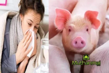 வேகமாக பரவும் ஆபிரிக்க பன்றிக்காய்ச்சல் :வெளியானது அதிவிசேட வர்த்தமானி