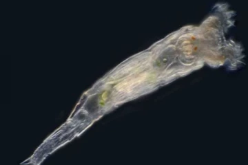 24 ஆயிரம் ஆண்டுகளாக பனியில் உறைந்த  உயிரினத்திற்கு உயிர்கொடுத்த விஞ்ஞானிகள்