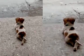 மனிதர்களையும் மிஞ்சிய ரசனை! மழையை ரசித்து ரசித்து பார்க்கும் நாய் குட்டி