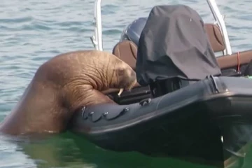 அயர்லாந்தில் நின்றுக் கொண்டிருந்த படகில் ஏறிய வால்ரஸ்