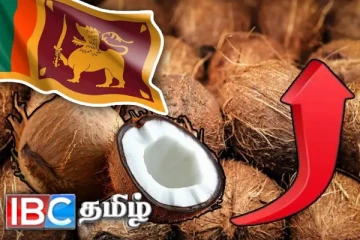 விரைவில் உச்சம் தொடும் தேங்காய் விலை - அரசிற்கு விடுக்கப்படும் எச்சரிக்கை