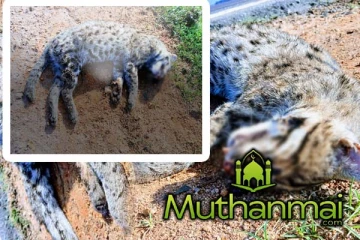 விபத்தில் சிக்கி உயிரிழந்த அரிய வகை புலி