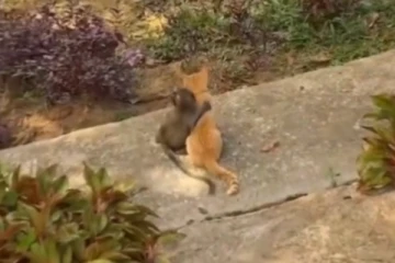 பூனையை கட்டியனைக்கும் குரங்கு குட்டி... எத்தனை முறை பார்த்தாலும் மீண்டும் ரசிக்க வைக்கும் காட்சி